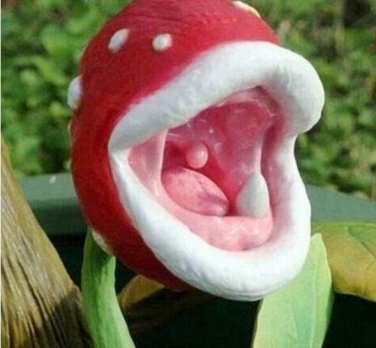 Fresh Insect catching Plant Enchantress Carnivorous Plant Desk Pot Seeds