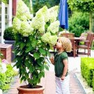 Fresh Vanilla Strawberry Hydrangea Seeds Whitish Green Flowers