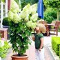 Fresh Vanilla Strawberry Hydrangea Seeds Whitish Green Flowers