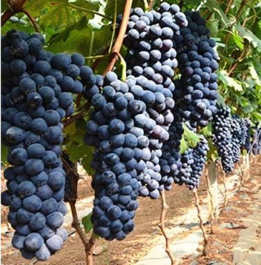 Fresh Heirloom Grape Seeds Pack of 50 Seeds
