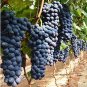 Fresh Heirloom Grape Seeds Pack of 50 Seeds