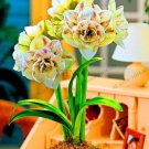 Fresh Amaryllis Bulb Yellow Double Flowers with Few Red Stripes
