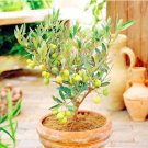 Fresh Mini Olive Tree (Olea Europaea) Seeds