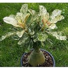 Fresh True Desert Rose Variegated Leaves Petals Flowers Adenium Obesum 1 PCS Seeds