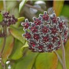 Fresh Kasuki 20Pcs/Pack Hoya Seeds Potted Seed Hoya Carnosa Flower Seed (Color: 03)