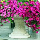 Fresh 200pcs Hanging Petunia Mixed Flores Color Waves Flowers Flower (Col:10) Seeds