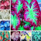 Fresh 100 Pcs Multicolor Caladium Caladium Bicolor Bright Leaf Flower Colocasia Pot Seeds