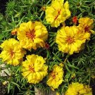 Fresh 100 Pcs Mixed Color Moss Rose Purslane Double Flower (Col:2) Seeds