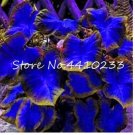 Fresh 200 Pcs Colorful Caladium Dwarf Burnt Rose Elephant Ear Flower s (Color: f) Seeds