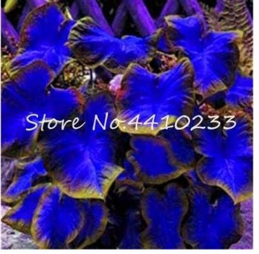 Fresh 200 Pcs Colorful Caladium Dwarf Burnt Rose Elephant Ear Flower s (Color: f) Seeds
