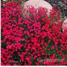 Fresh 500 pcs Creeping Thyme or Blue Rock CRESS Ground Cover Flower Flores Seeds