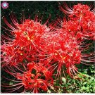 Fresh 200pcs/bag manjusaka mandarava Flower Potted Decoration Supplies (Color: 10) Seeds