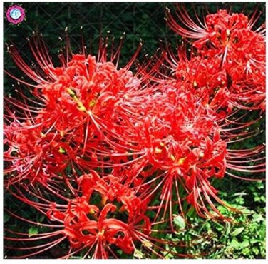 Fresh 200pcs/bag manjusaka mandarava Flower Potted Decoration Supplies (Color: 10) Seeds