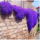 Fresh Creeping Thyme or Blue Rock CRESS Ground Cover 100flores (Color: 1) Seeds