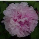 Fresh 10cs Paeonia suffruticosa Andr Tree Peony Flower Mix Color (Color: 7) Seeds