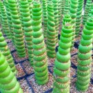 Fresh 100pcs Cactus Seeds Real Succulent Seeds Green Spiral Funny Flower Supplies