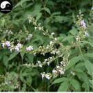 Fresh Buy Vitex Negundo Tree Semente 100pcs Plant Shrub Tree Stem Jing Tiao Seeds
