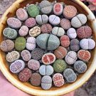 Fresh 100 Pcs Beauty Mixed Mini Lithops Cactus Succulent Balcony Flower Seeds
