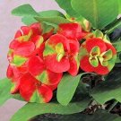 Fresh 300PCS/bag Cactus Euphorbia Milii Seeds Flower Cheap Seeds Everlasting Summer