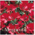 Fresh 50PCS/Lot New Arrival!Imported Linum Grandiflorum Flower (Color: Red) Seeds
