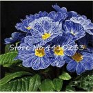 Fresh Kasuki 100 Pcs Evening Primrose Seedlings Europe Primula Flower (Color: g)