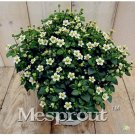 Fresh 100pcs Exacum Affine Summer Skies Exacum Affine Flower Hardy Potted (Color: 1) Seeds
