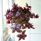 Fresh Sacred Japanese Zebrina pendula Schnizl to Plan Miniascape 100 Pcs (Col:Mix) Seeds