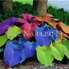 Fresh Kasuki Sale! 100 pcs Hosta Perennials ain Lily Flower White Lace Ground Cover Seeds