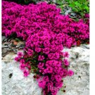 Fresh 500 pcs Creeping Thyme or Blue Rock CRESS Ground Cover Flower Flores (Color:24) Seeds