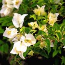 Fresh + 103pcs Bougainvillea Spectabilis Willd Bougainvillea s Flower as (Color: 1) Seeds