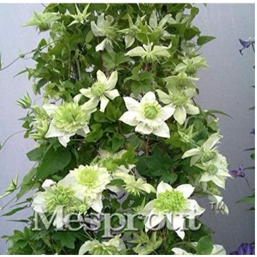 Fresh 100PCS Clematis Clematis Clematis Florida Thunb Flowers Garden Home Seeds
