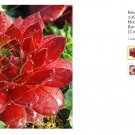 Fresh New Fresh Succulents 100 Pcs Sempervivum Mix Succulent Potted s (Color: 6) Seeds