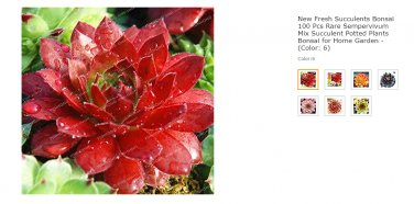 Fresh New Fresh Succulents 100 Pcs Sempervivum Mix Succulent Potted s (Color: 6) Seeds