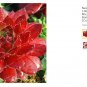 Fresh New Fresh Succulents 100 Pcs Sempervivum Mix Succulent Potted s (Color: 6) Seeds