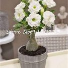 Fresh True White Desert Rose Balcony Flower Adenium Obesum 1 Particles (Color: d) Seeds