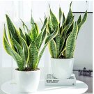 Fresh 100pcs Sansevieria trifasciata Succulent Tiger Piran Flower Seeds Perennial
