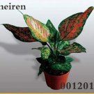 Fresh Color Aglaonema 100 Pcs Aglaonema Mosaic Evergreen Trees Flower (Col:6) Seeds