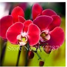 Fresh Red Phalaenopsis Butterfly Orchid Seeds flower Phalaenopsis Orchidee 100 Pcs