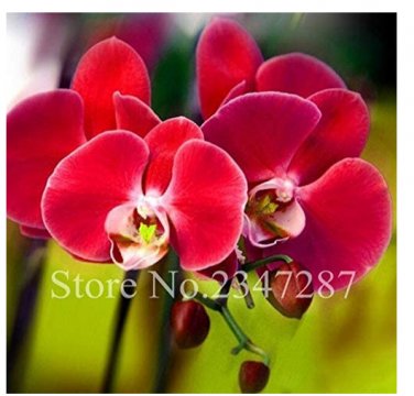 Fresh Red Phalaenopsis Butterfly Orchid Seeds flower Phalaenopsis Orchidee 100 Pcs
