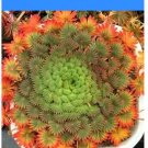 Fresh 100pcs Oxalis palmifrons Flower FloweringLeaves Like Palm (Color: 1) Seeds