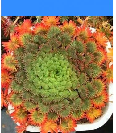 Fresh 100pcs Oxalis palmifrons Flower FloweringLeaves Like Palm (Color: 1) Seeds
