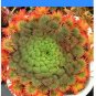 Fresh 100pcs Oxalis palmifrons Flower FloweringLeaves Like Palm (Color: 1) Seeds