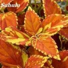 Fresh 100PCS Japanese Coleus Plant Seeds