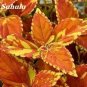 Fresh 100PCS Japanese Coleus Plant Seeds