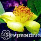 Fresh Golden Yellow Rare Camellia Nitidissima Bonsai Seeds 50PPCS