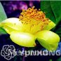 Fresh Golden Yellow Rare Camellia Nitidissima Bonsai Seeds 50PPCS