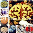Fresh 100pcs LithopsMix Varieties Succulent Living Stone Ornament Flower (Col:Mixed) Seeds