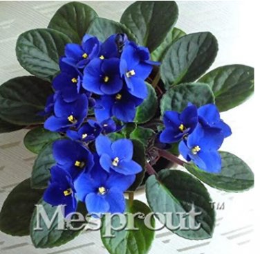 Fresh 100pcs Flower African Red Purple Mini Blue Violet Jardin Houses (Color: 3) Seeds