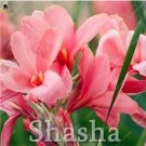 Fresh 100PCS Dwarf Bonsai Canna Lily Outdoor Tropical Bronze Scarlet Foliage Seeds