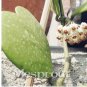 Fresh 100PCS / Bag Hoya Kerrii (Hoya Kerrii) Family Supplies of Flower (Col:37) Seeds
